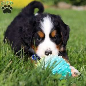 Zeke, Bernese Mountain Dog Puppy